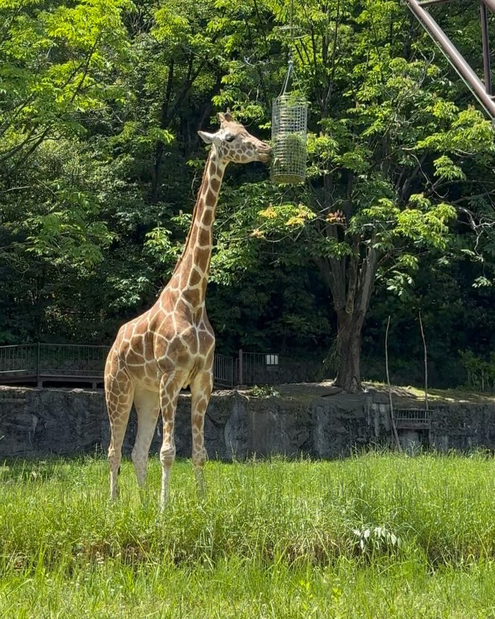 先日、東山動物園に行ってきました