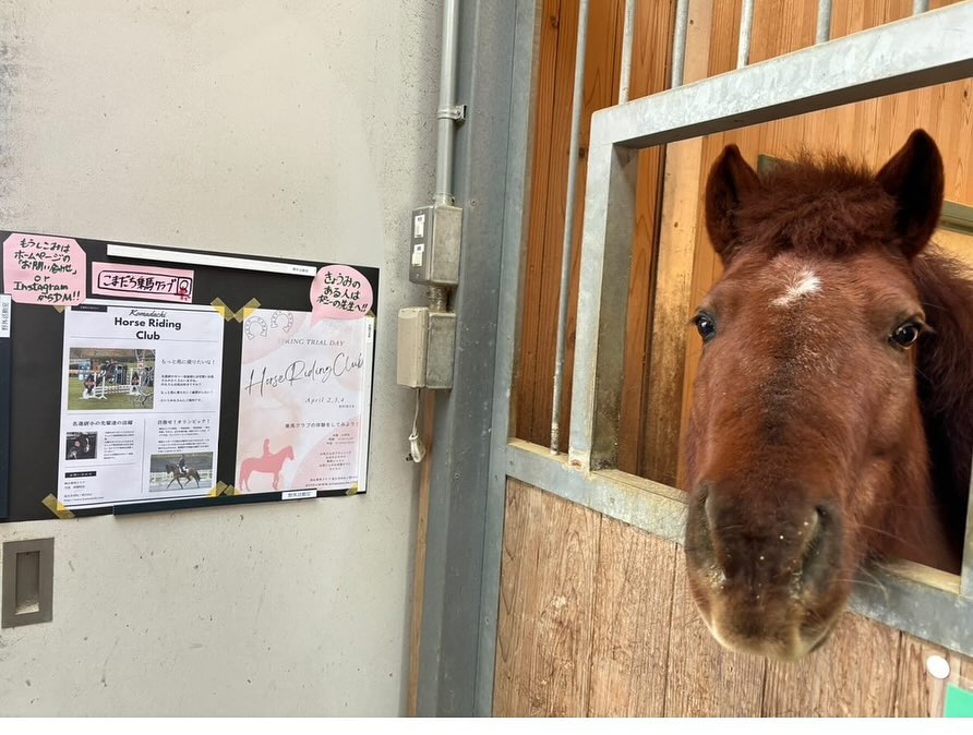 名古屋市にある名進研小学校にはポニークラブがあるのをご存知で